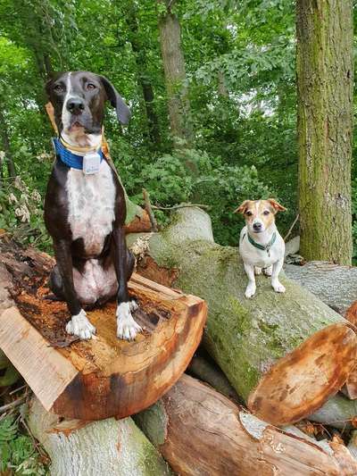 Hundetreffen-Gemeinsames Spazieren im Wald-Bild