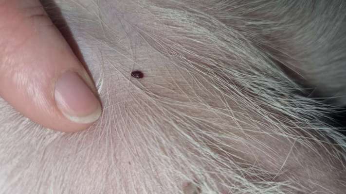 Schwarzer Fleck-Beitrag-Bild