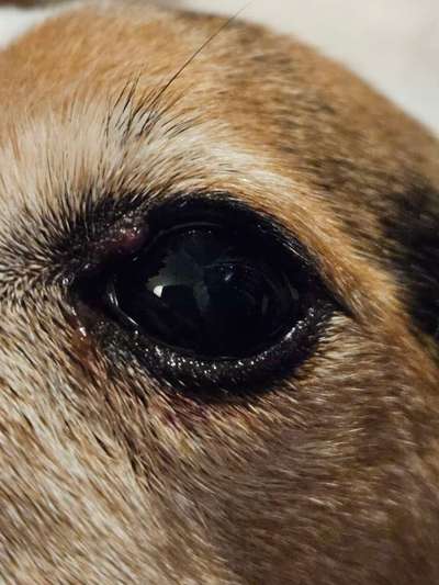 Warze? Am Auge-Beitrag-Bild