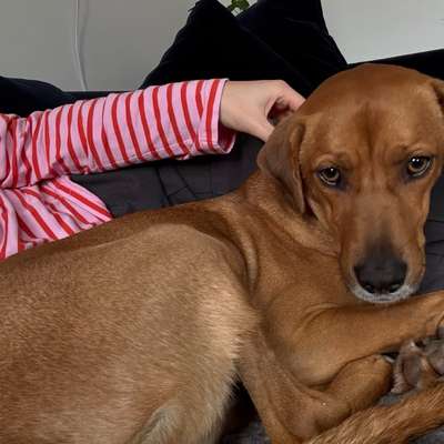 Hundetreffen-Milo sucht Spiel- und Rennfreundin-Bild