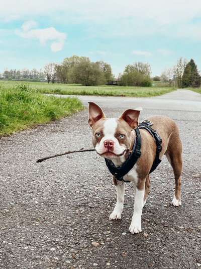 Hundetreffen-Gemeinsame Gassirunde, Spielrunden-Bild