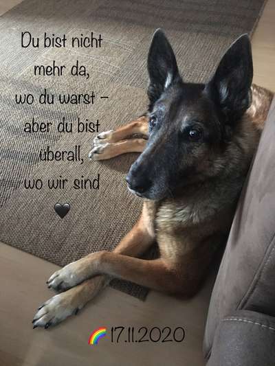 Unsere Fellnasen im Regenbogenland-Beitrag-Bild