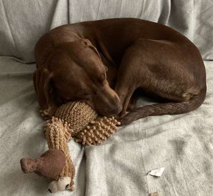 Dogorama Photo Challenge - Lieblingsspielzeug!-Beitrag-Bild