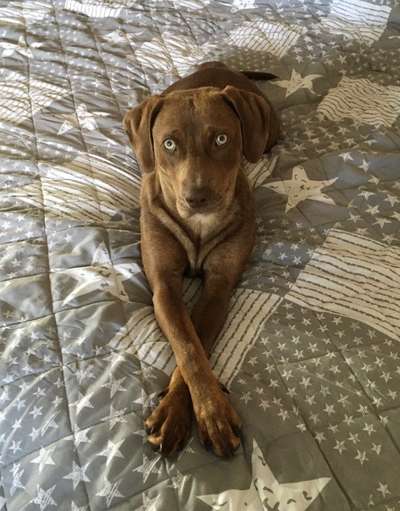 Louisiana Catahoula Leopard Dog-Beitrag-Bild