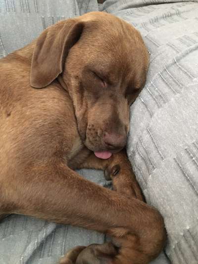 Tongue Out Tuesday-Beitrag-Bild