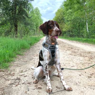 English Setter-Beitrag-Bild