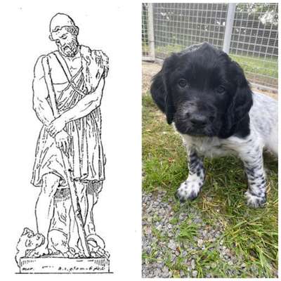 Wie heißt dein Hund?-Beitrag-Bild