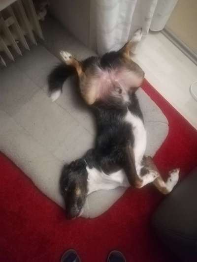 Lustigsten Grimassen von euren Hunden-Beitrag-Bild