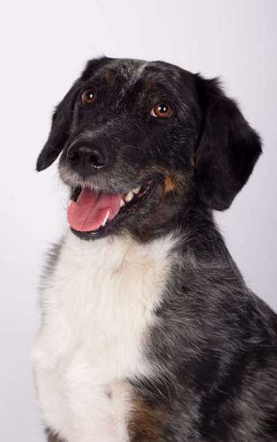 Dogorama Photo Challenge - Hundeblick zum hinschmelzen-Beitrag-Bild