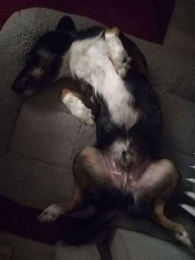 Lustigsten Grimassen von euren Hunden-Beitrag-Bild