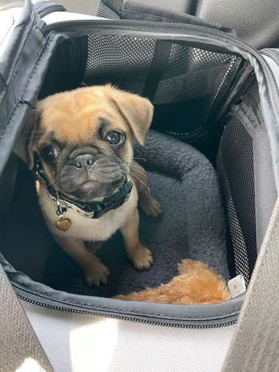 Welpen Bilder !-Beitrag-Bild