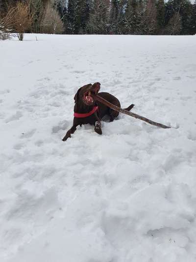 Labradorfans-Beitrag-Bild