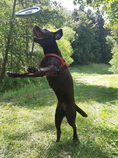 Challenge Nr. 16         Dynamik - Dein Hund in Bewegung-Beitrag-Bild