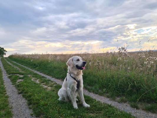 Hundetreffen-Gassi gehen und/oder spielen-Bild