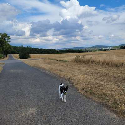 Hundetreffen-Regelmäßiges Spazierengehen-Bild