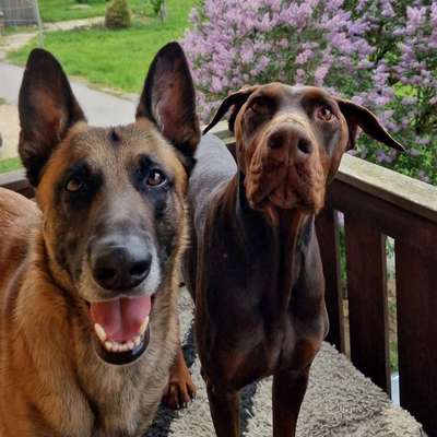 Hundetreffen-Hundefreund / gemeinsames gassi gehen gesucht🐶-Bild