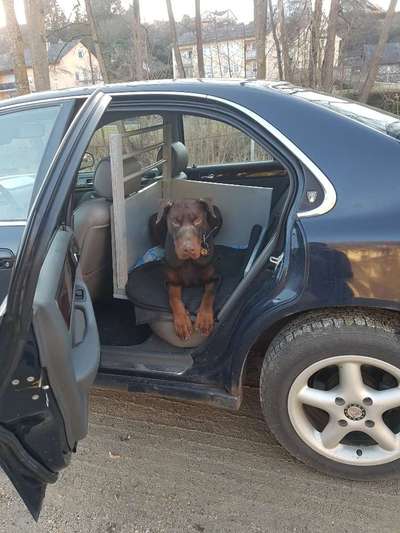 FOTOCHALLENGE 70 - Dein Hund im Auto-Beitrag-Bild