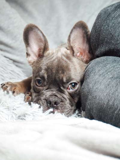 Dogorama Photo Challenge - Hundeblick zum hinschmelzen-Beitrag-Bild