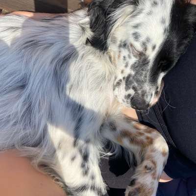 Hundetreffen-Suchen erfahrene Hundebetreuung-Bild