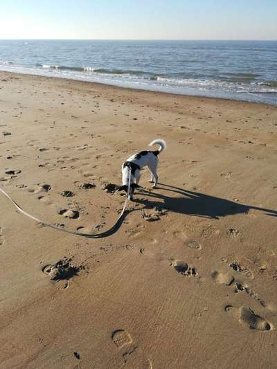 Dogorama-Monats-Challenge-Mai "Wasser"-Beitrag-Bild