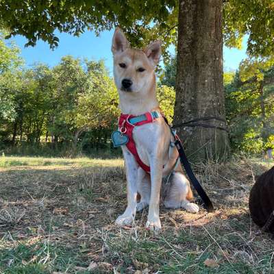 Hundetreffen-Gassirunde ohne Freilauf-Bild