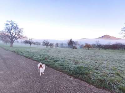 Hundeauslaufgebiet-Ursularberg/Arbachtal-Bild