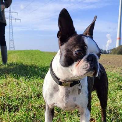 Hundetreffen-Gassirunde Gahmen