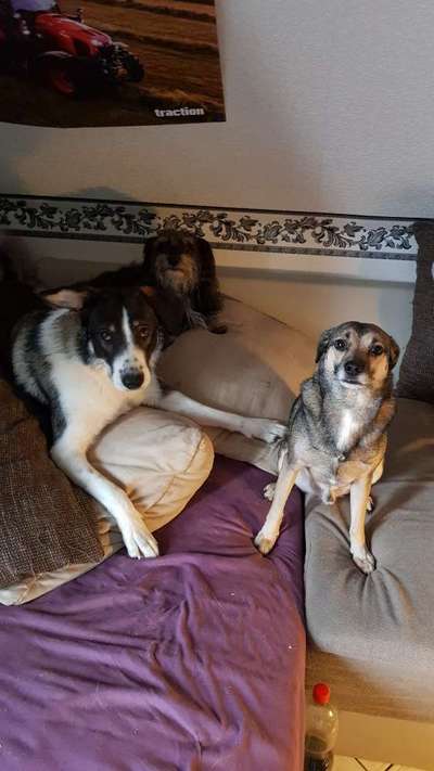 Mischlingshunde Foto Aufruf-Beitrag-Bild