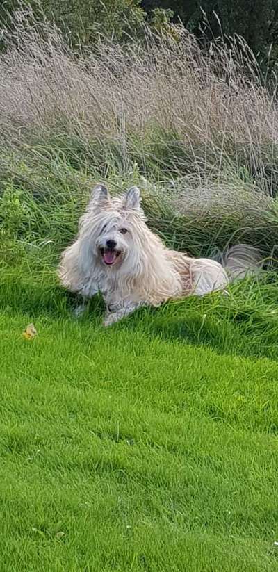 Mischlingshunde Foto Aufruf-Beitrag-Bild