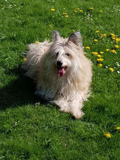 Hund aus dem Spanischen Tierschutz-Beitrag-Bild