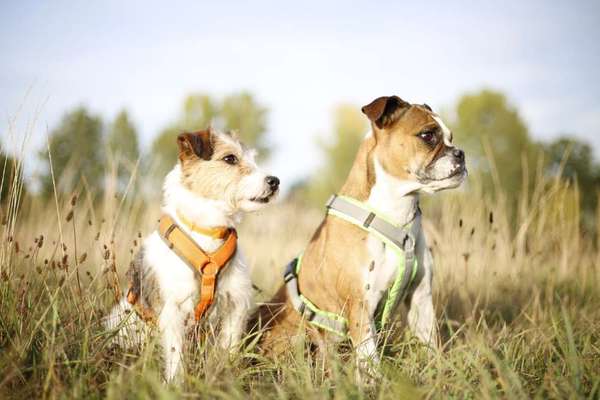 Hundetreffen-Gassi & Training-Bild