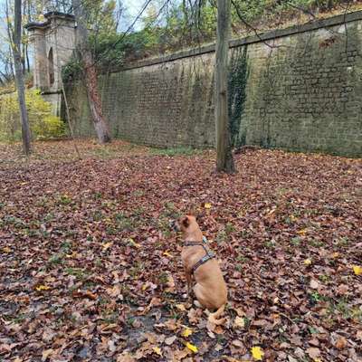 Hundetreffen-Gassi-, Spiel- und/oder Wanderpartner-Bild