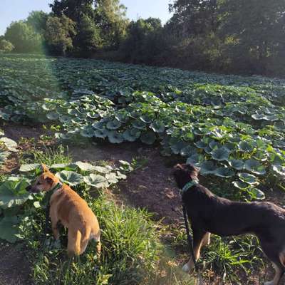 Hundetreffen-Unterstützung beim Training-Bild