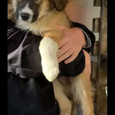 Tierschutzhunde suchen ein Zuhause-Beitrag-Bild