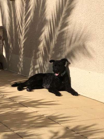 Wie heißt dein Hund?-Beitrag-Bild