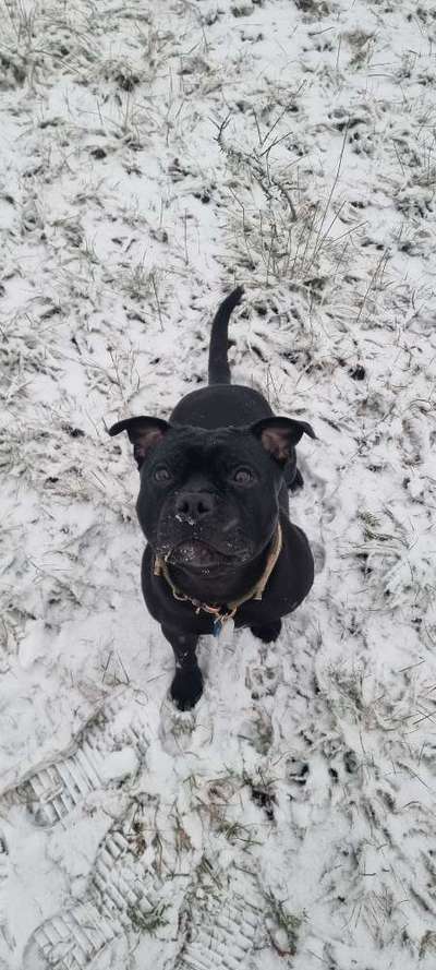 Die besten Hundeblicke 🐾❤️-Beitrag-Bild