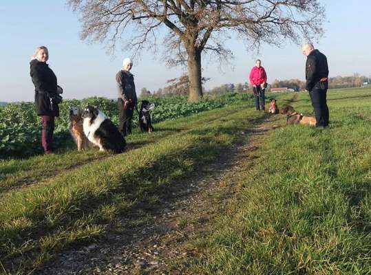 Hundetreffen-Sozial Walk für alle Hunde – Gemeinsam Spaß und positive Erfahrungen sammeln!-Bild