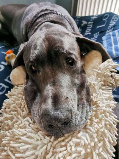 Dogorama Photo Challenge - Hundeblick zum hinschmelzen-Beitrag-Bild