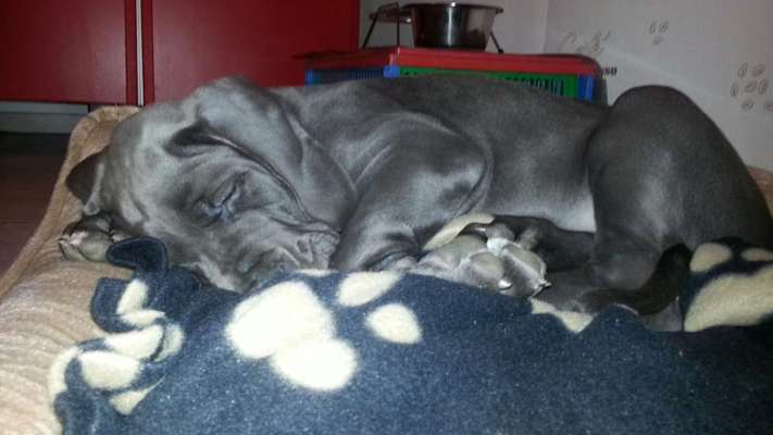 Welpen Bilder !-Beitrag-Bild