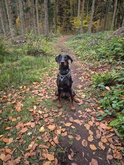 Hundetreffen-Gassi, spiel spaß und Training-Bild