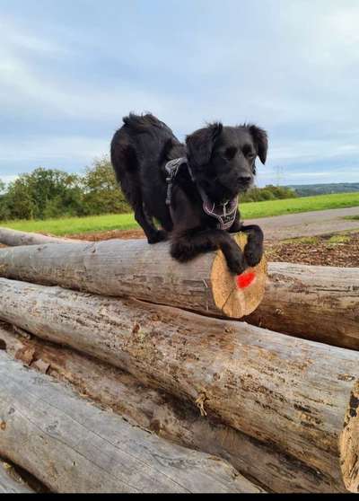 Hundetreffen-Spazieren gehen-Bild