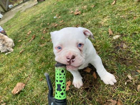 Dogorama Photo Challenge - Hundeblick zum hinschmelzen-Beitrag-Bild