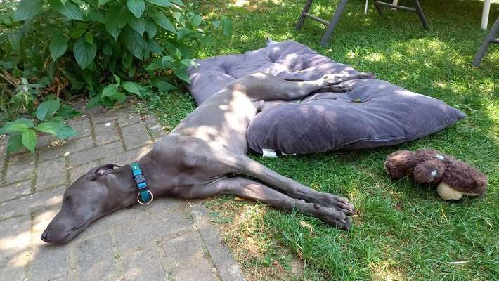 Windhundtreffen - PLZ-Beitrag-Bild