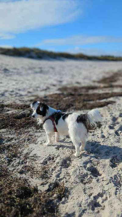 Hundetreffen-Spielrunde am Strand-Bild