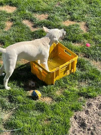 Dogorama-Monats-Challenge-Mai "Wasser"-Beitrag-Bild