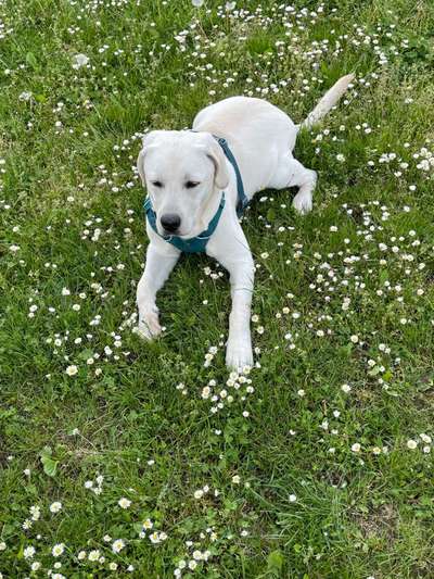 Die Dogorama Monats Challenge "Es grünt und blüht"-Beitrag-Bild