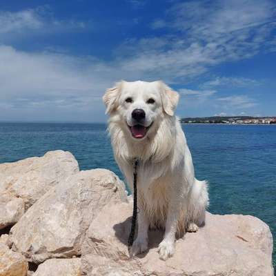 Hundetreffen-Spiel und Gassirunde-Bild