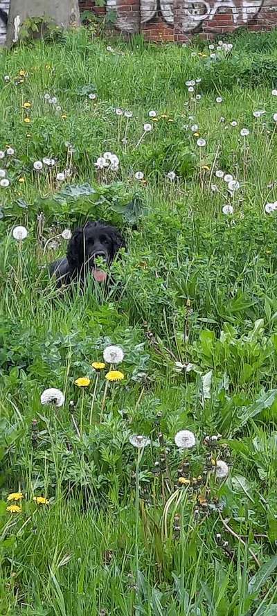 Die Dogorama Monats Challenge "Es grünt und blüht"-Beitrag-Bild