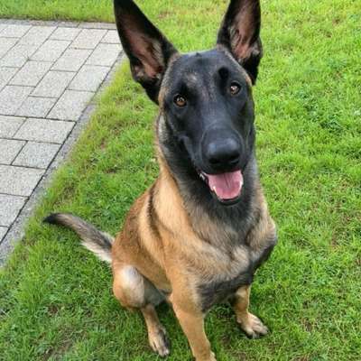 Hundetreffen-Gemeinsamer Spaziergang, Spiel und Spaß-Bild