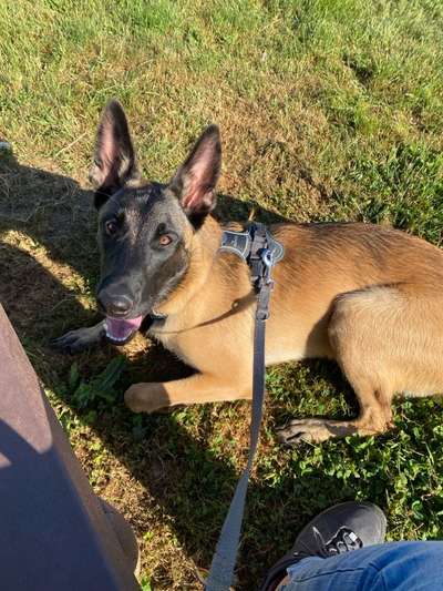 Hundetreffen-Gemeinsamer Spaziergang, Spiel und Spaß-Bild
